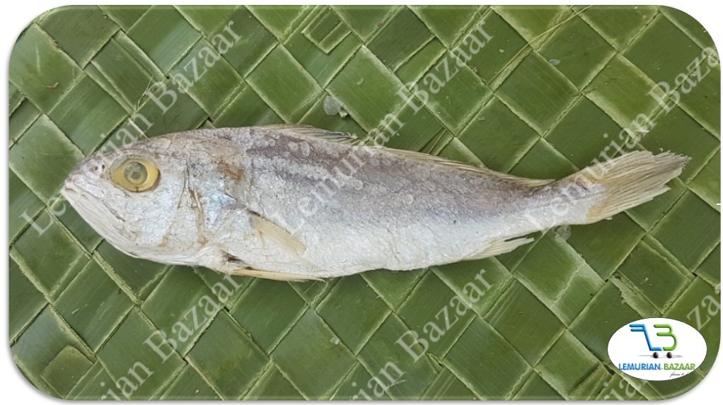 Croaker | Cod Fish | Panna | பண்ணா-Medium - Image 2