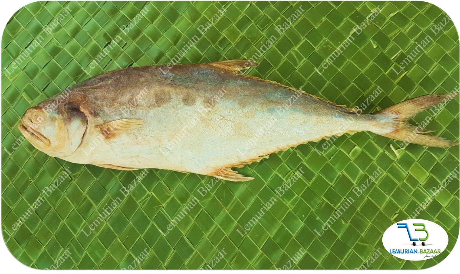 Leather Skin Fish | Paarai |கட்டா