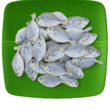 Silver Belly | Kaaral-Medium | காரல்