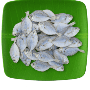 Silver Belly | Kaaral-Medium | காரல்