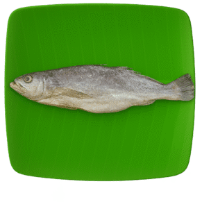 Croaker | Cod Fish | Panna | பண்ணா-Big