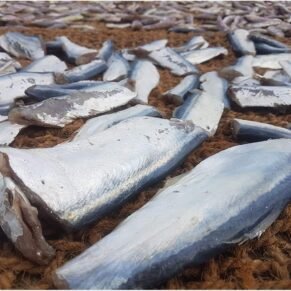 Ribbon Fish | Vaalai | வாலை