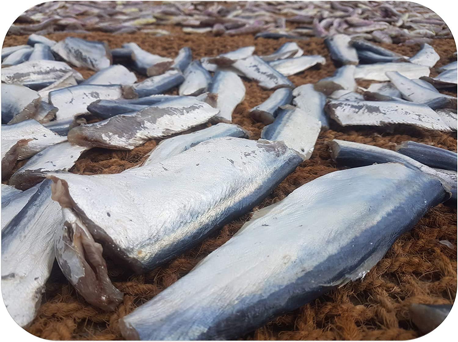 Ribbon Fish | Vaalai | வாலை