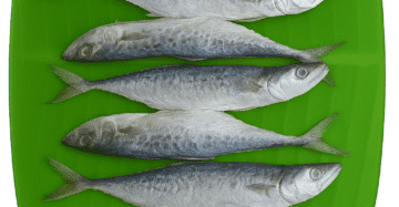 King Fish/Sheer Fish/Sheela/Neimeen/Vanjaram/வஞ்சரம்-Small