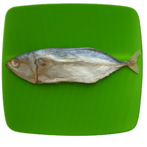 Mackeral | Kumula | Ayulai |அயிலை | குமுலா