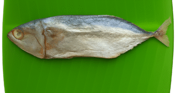 Mackeral | Kumula | Ayulai |அயிலை | குமுலா