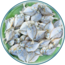 03 . Silver Belly | காரல்