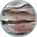 04 . Mullet | நகரை