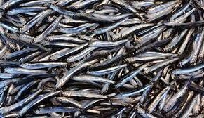 Anchovy | Nethili | Black | கருப்பு நெத்திலி-Medium-200g