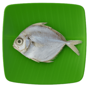 Silver Belly | Kaaral-Small | காரல்