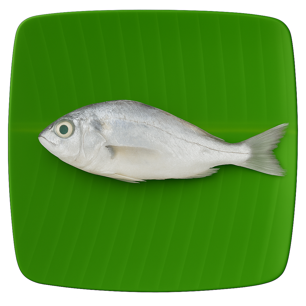 Croaker | Cod Fish | Panna | பண்ணா-Medium