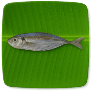 Suvaa Paarai/Leather Skin Fish-Small | சூவா பாறை-Without Salt