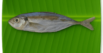 Suvaa Paarai/Leather Skin Fish-Small | சூவா பாறை-Without Salt