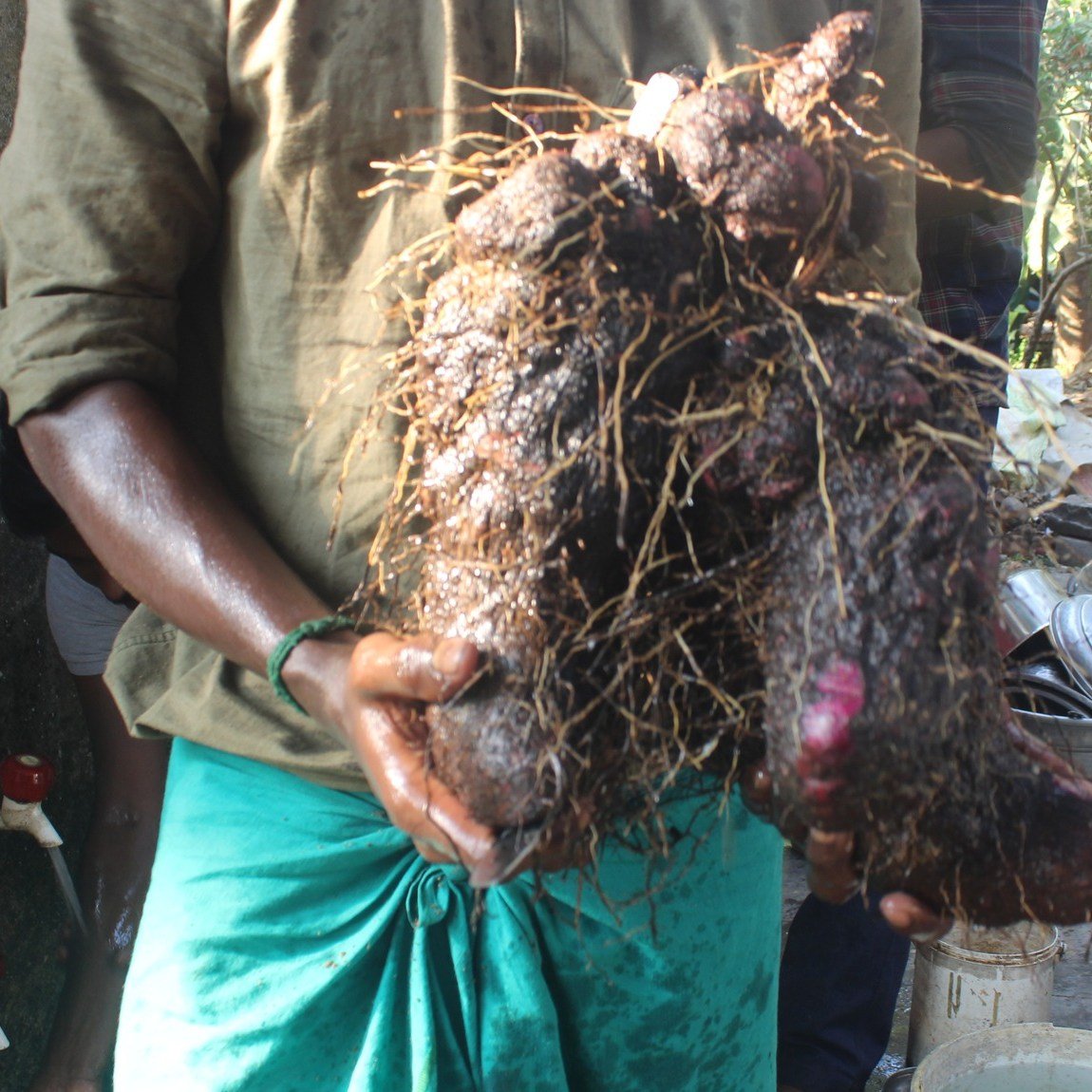 யாரெல்லாம் அரிதான ராசவள்ளிகிழங்கை பார்த்து இருக்கீங்க? சாப்பிட்டு இருக்கீங்க?