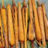 Boiled Palmyra Sprout | Palmyra Tuber | பனங்கிழங்கு(அவித்தது)