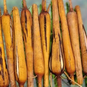 Boiled Palmyra Sprout | Palmyra Tuber | பனங்கிழங்கு(அவித்தது)