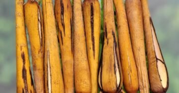 Boiled Palmyra Sprout | Palmyra Tuber | பனங்கிழங்கு(அவித்தது)